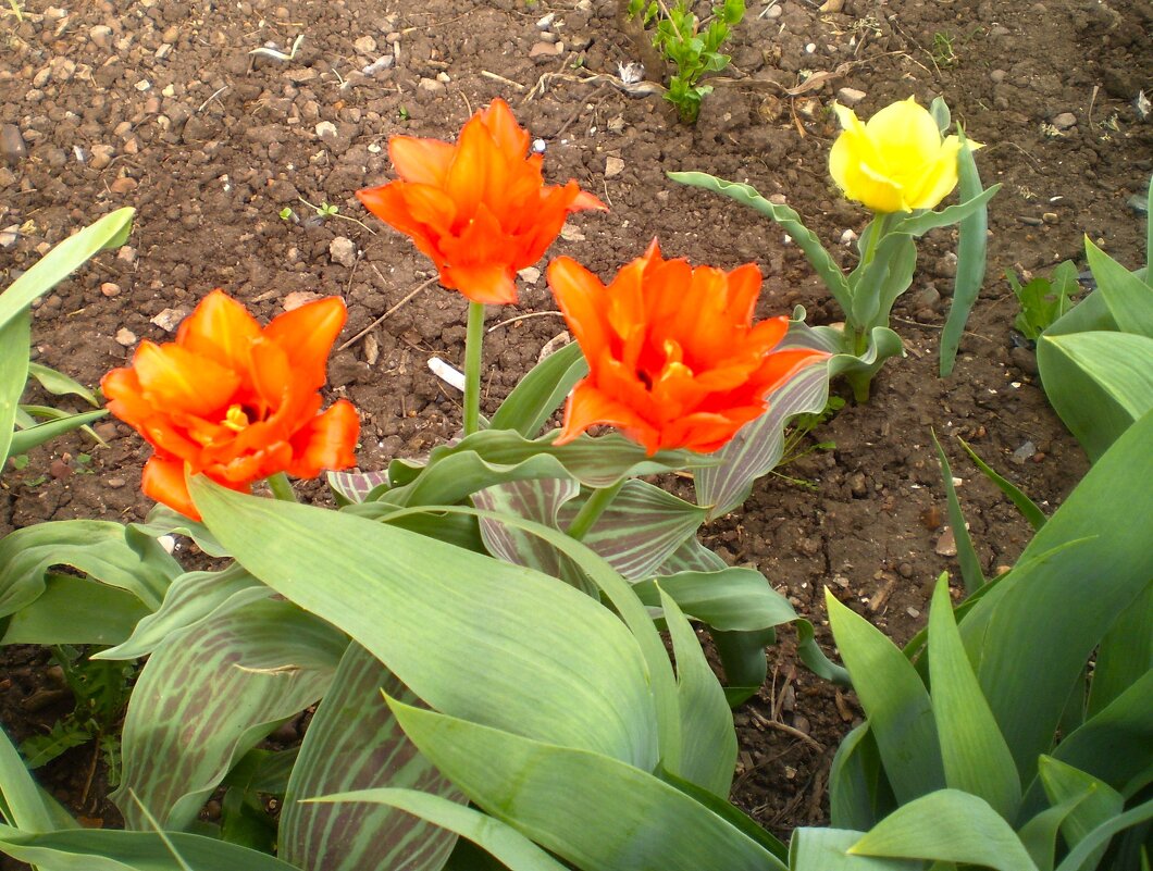 Опять весна на белом свете.! - Венера Чуйкова