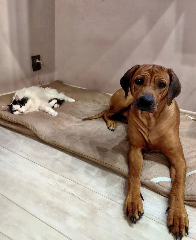 Смотрящий - Роман Савоцкий