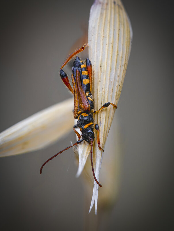 Жук усач(Stenopterus rufus syriacus). - Александр Григорьев