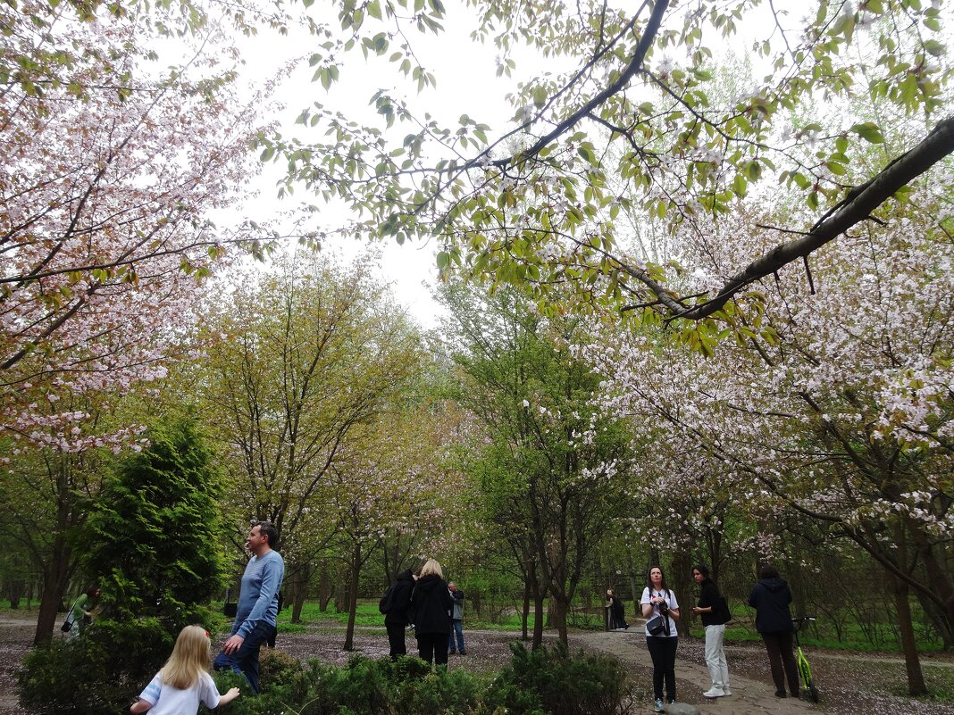 Роща сакуры в Бирюлевском дендропарке - Лидия Бусурина Роща сакуры в Бирюлевском дендропарке - Лидия Бусурина