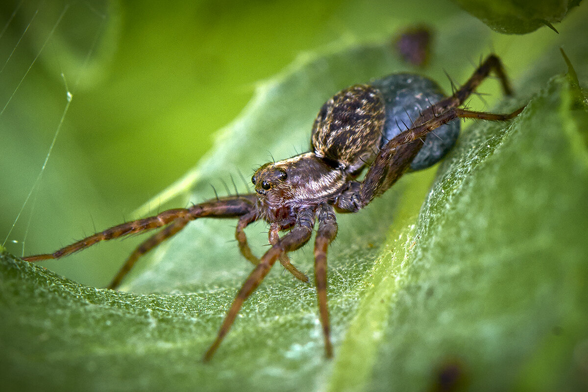 Из жизни пауков - Valeriy(Валерий) Сергиенко