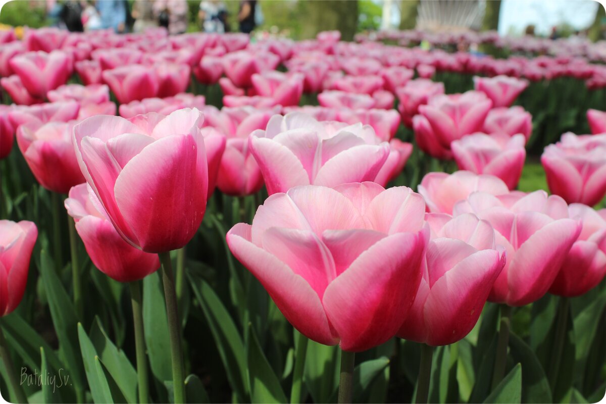 парк цветов Keukenhof - Светлана Баталий