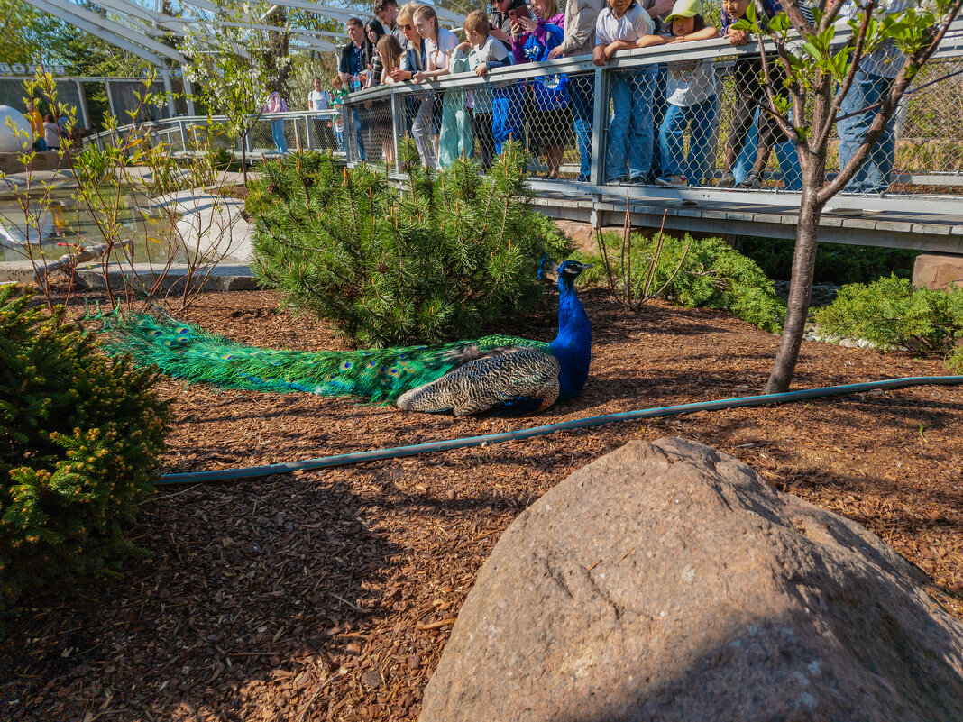 Московский зоопарк-2024. Павлин. - Борис Калитенко