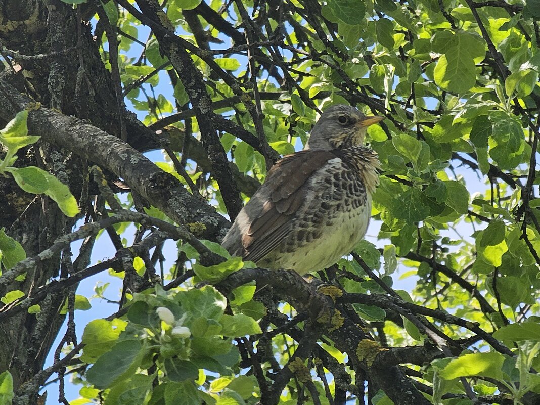 Дрозд-рябинник - <<< Наташа >>>
