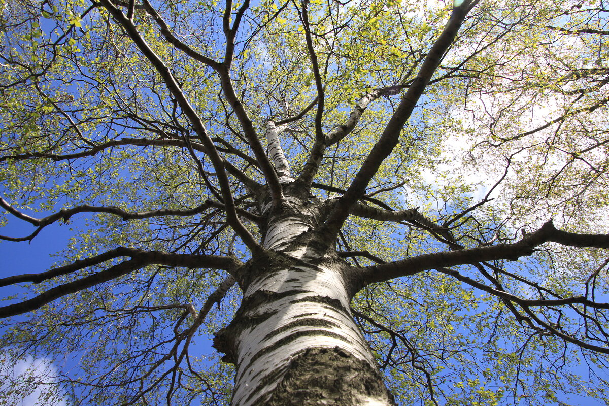 Майская береза - Валентина Майская береза - Валентина