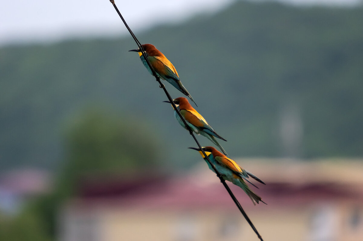 Трио - Александр Земляной Трио - Александр Земляной