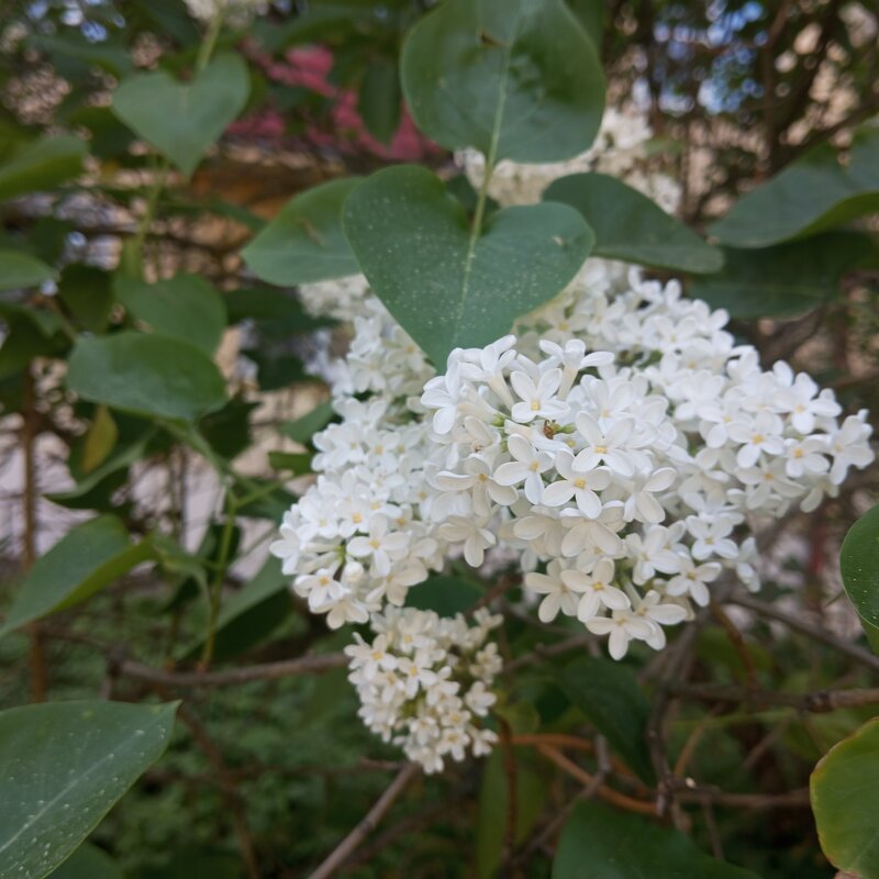 Цвет сирени - Елена Семигина