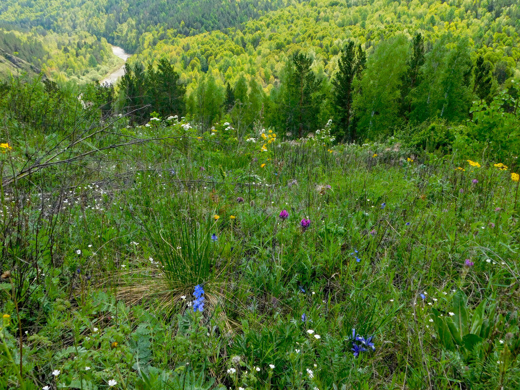 Лесные цветы Сибири - Владимир Кириченко Лесные цветы Сибири - Владимир Кириченко