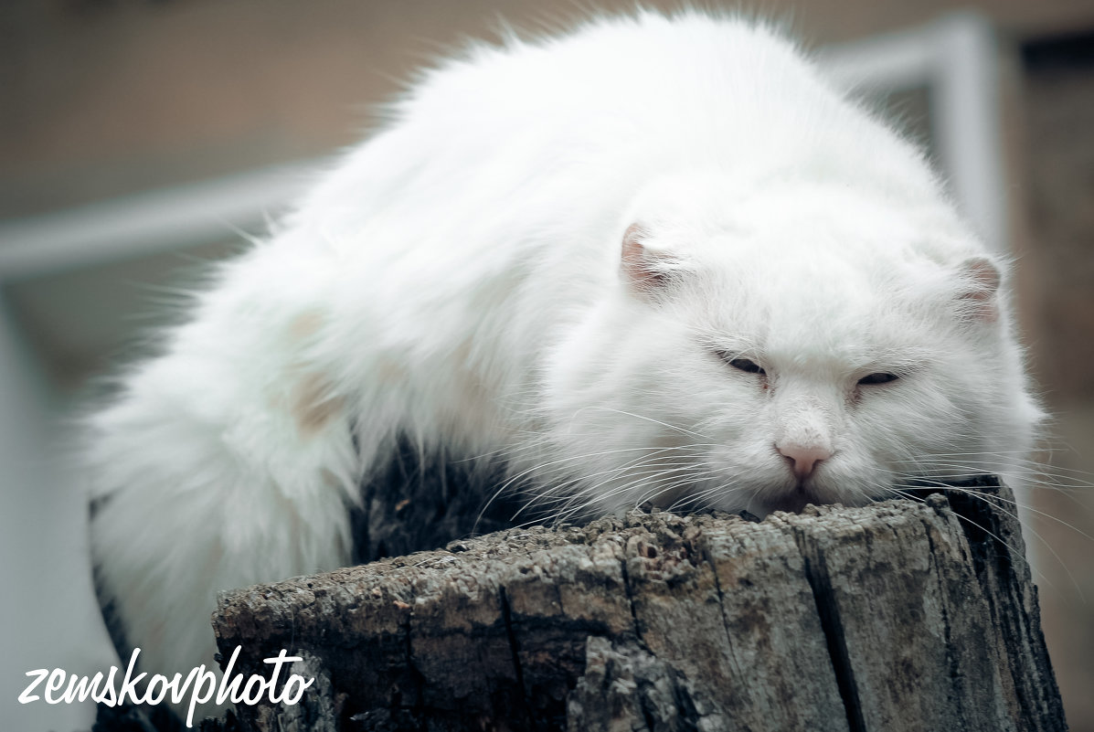 Котюня дрыхнет - Константин Земсков