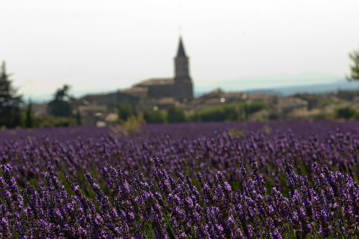 lavanda2 - Jurijs Suhodolskis