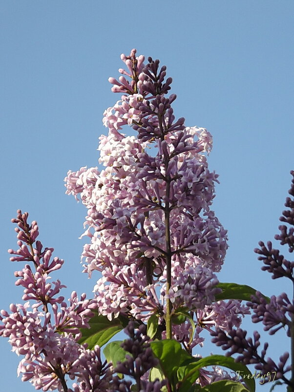 Сирень - Freddy 97 Сирень - Freddy 97