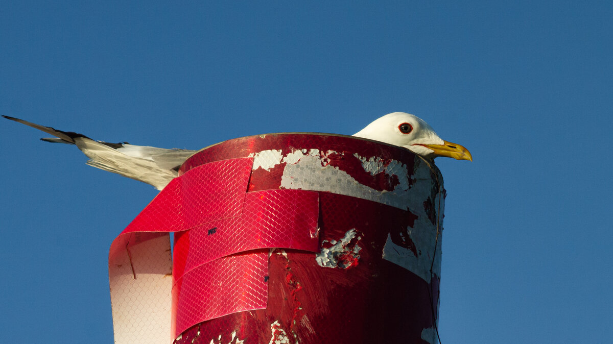 Black-headed gull | 2 - Sergey Sonvar