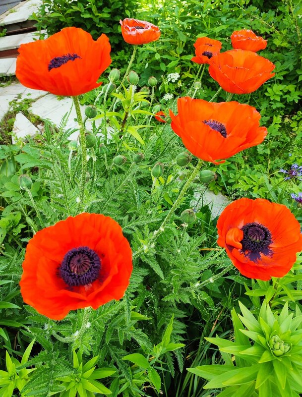 Маки - Ирина 