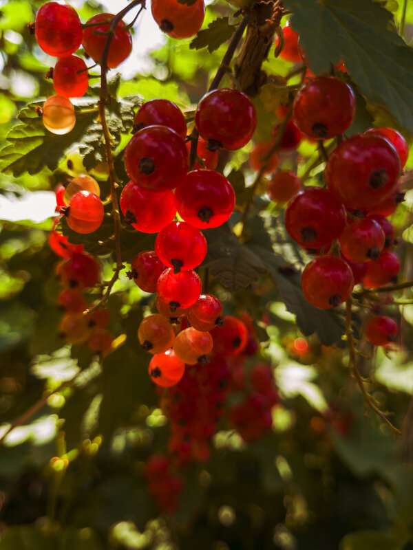 Красная смородина алеет вдали - Валерий Ткаченко Красная смородина алеет вдали - Валерий Ткаченко