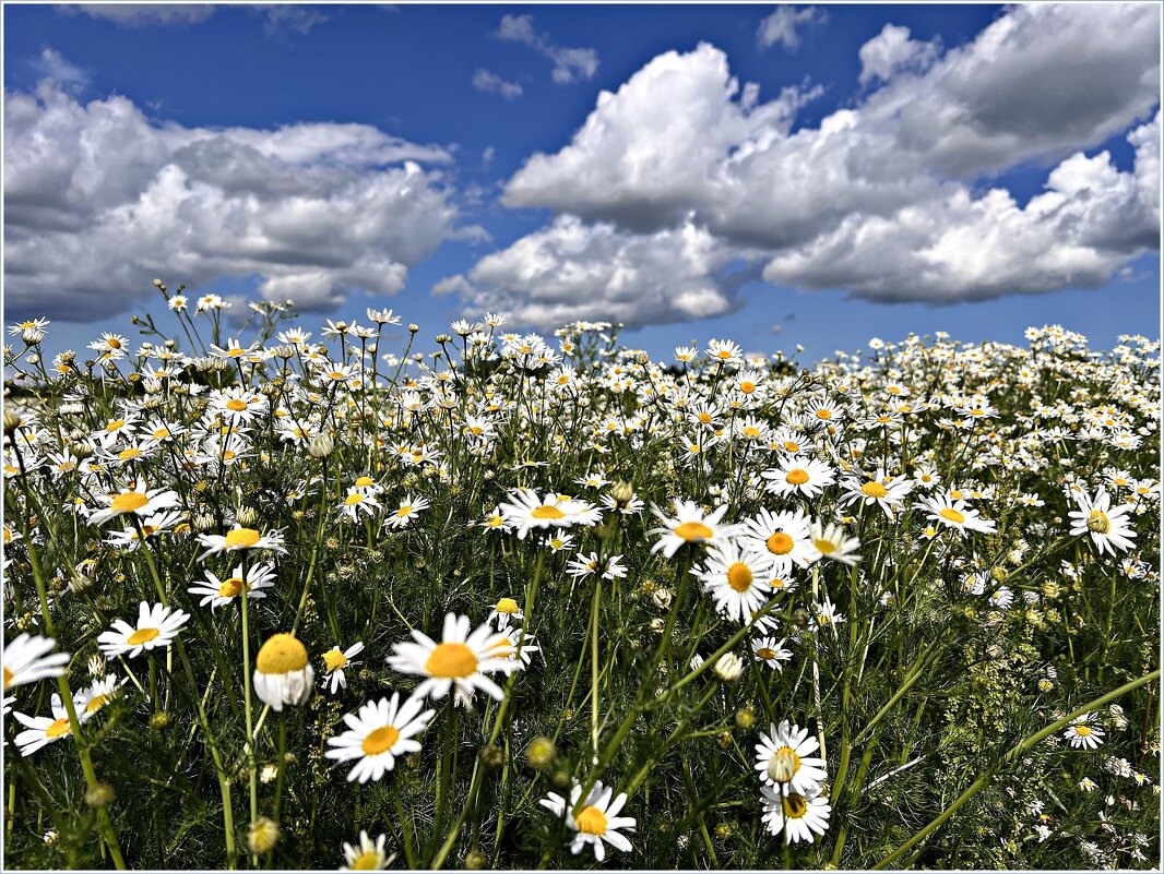 Ромашковое лето. - Валерия Комова Ромашковое лето. - Валерия Комова