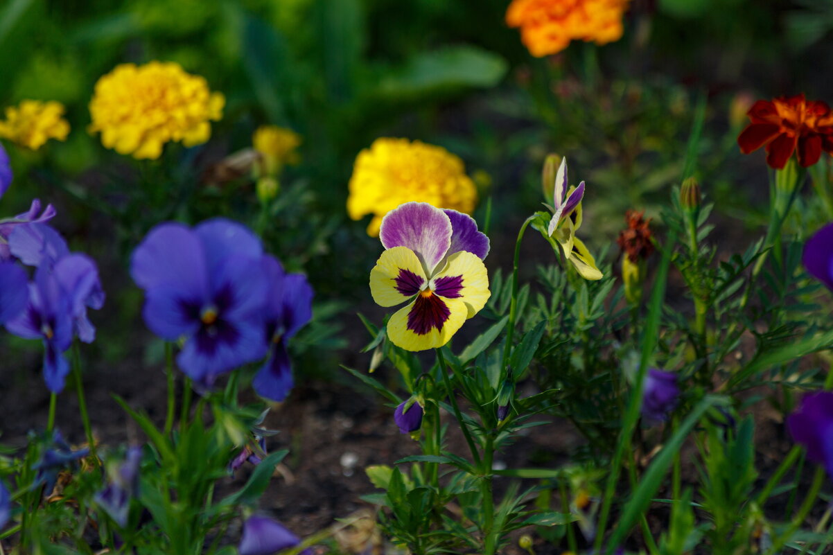 Летние цветочки - Serega  