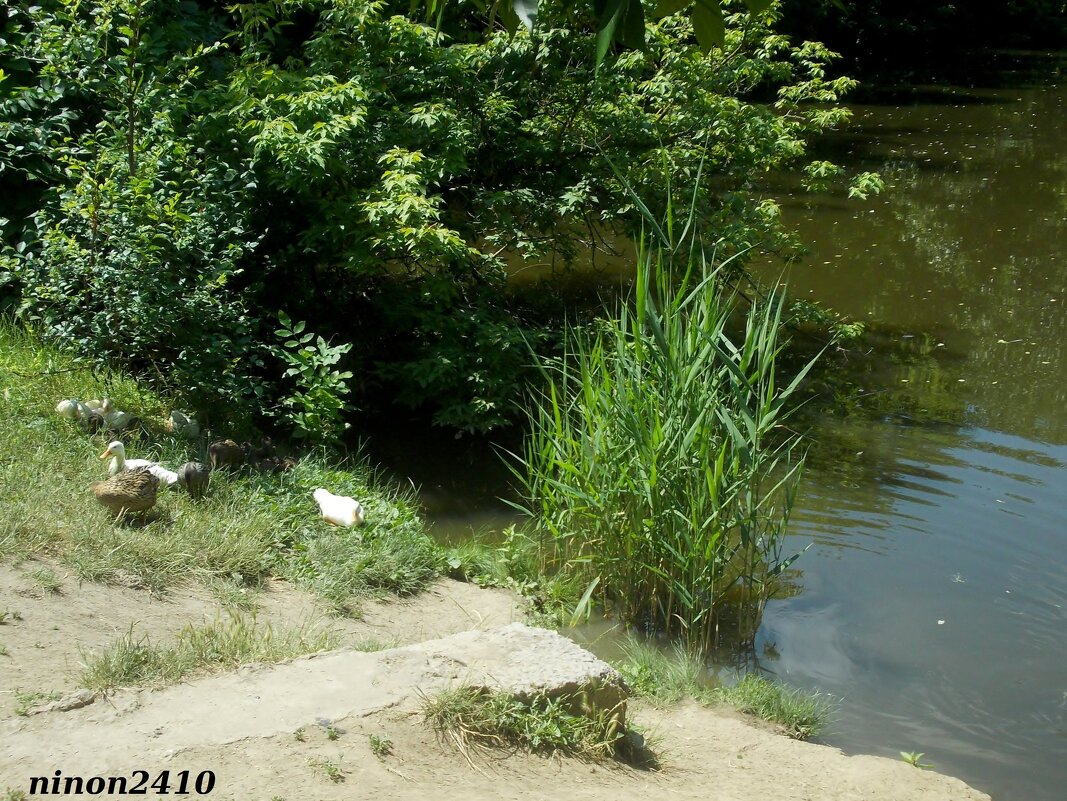 В ростовском зоопарке - Нина Бутко