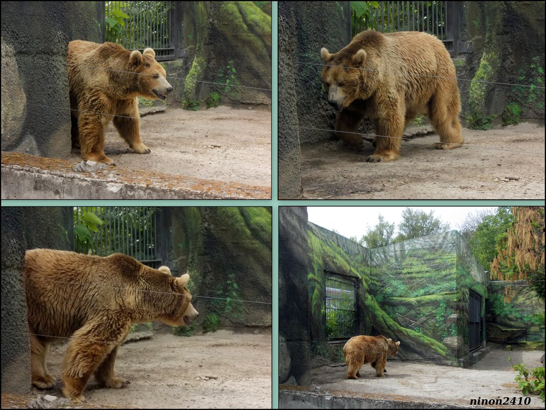 Летний день в ростовском зоопарке - Нина Бутко Летний день в ростовском зоопарке - Нина Бутко