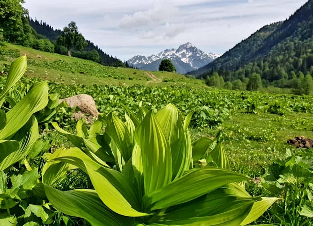 Абхазия май 2024 - Tata Wolf