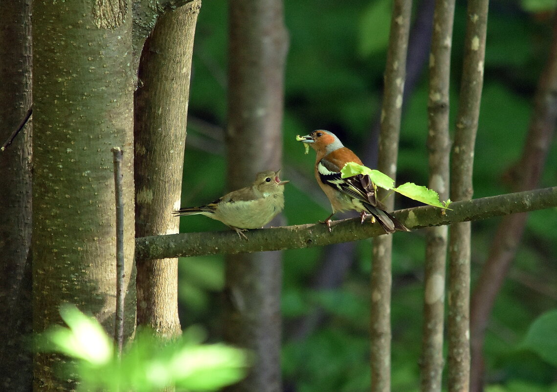 Кормление.. - Алексей .