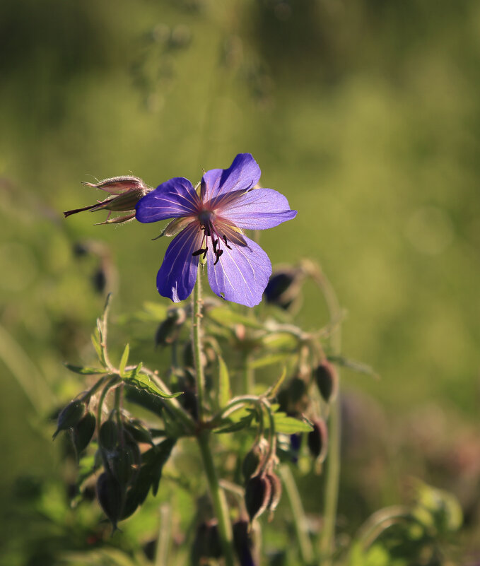 ... - Марина Черепкова ... - Марина Черепкова