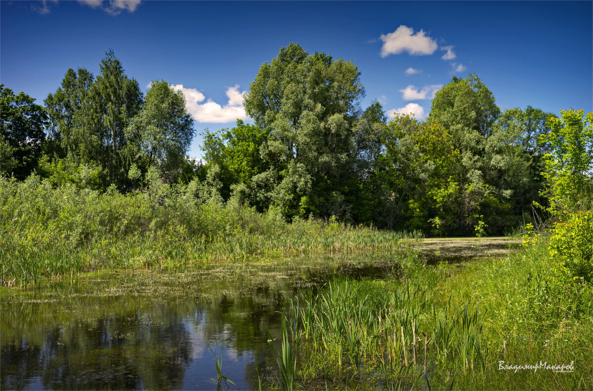 "Просто лето! Заводь"© Фоторабота. - Владимир Макаров