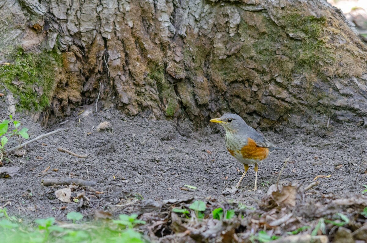 Сизый дрозд. - Виктор Иванович Чернюк