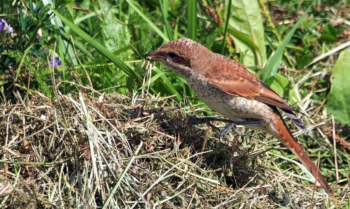 Жулан. - Владимир Безбородов Жулан. - Владимир Безбородов