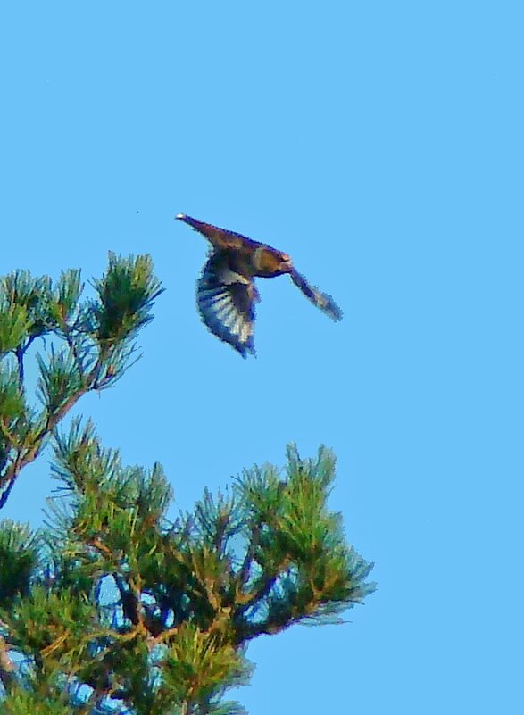 дубонос - gawrilа - dan