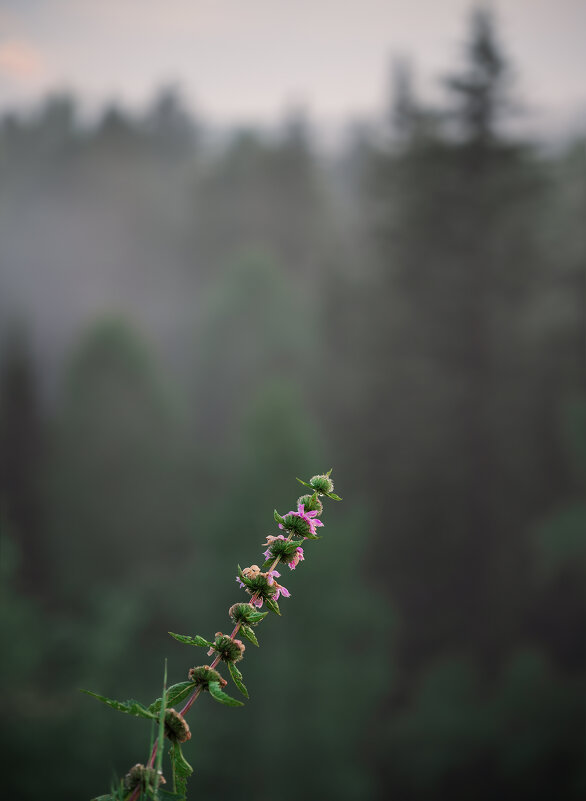 * - Александр Иванов