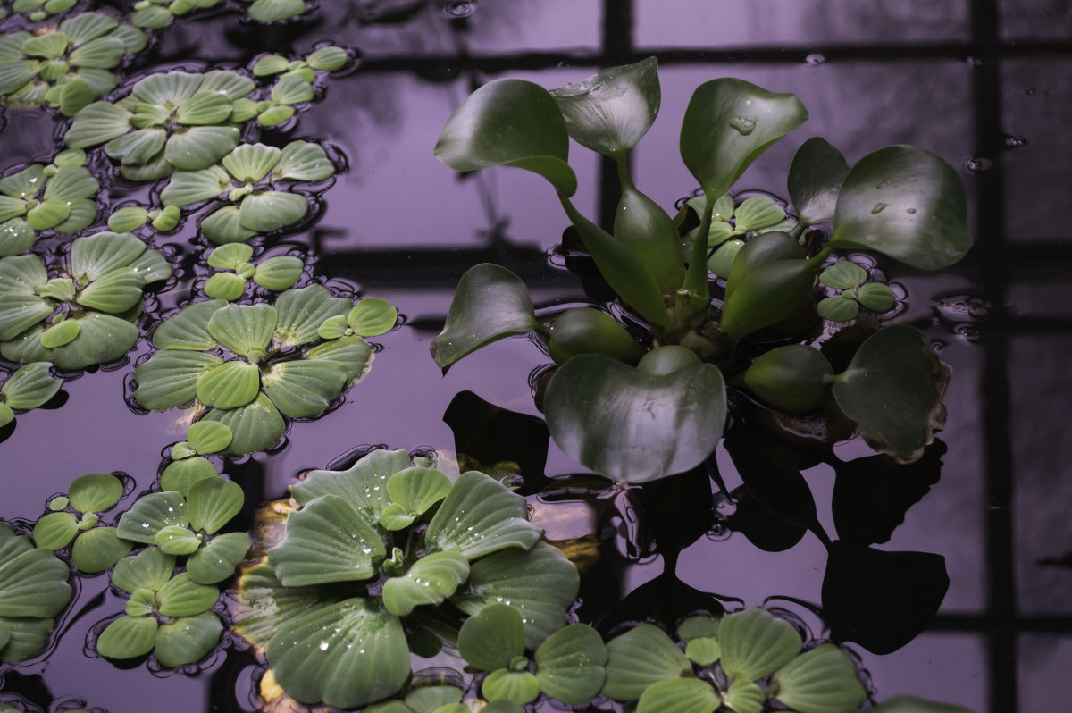 *** - Андрей Вербицкий