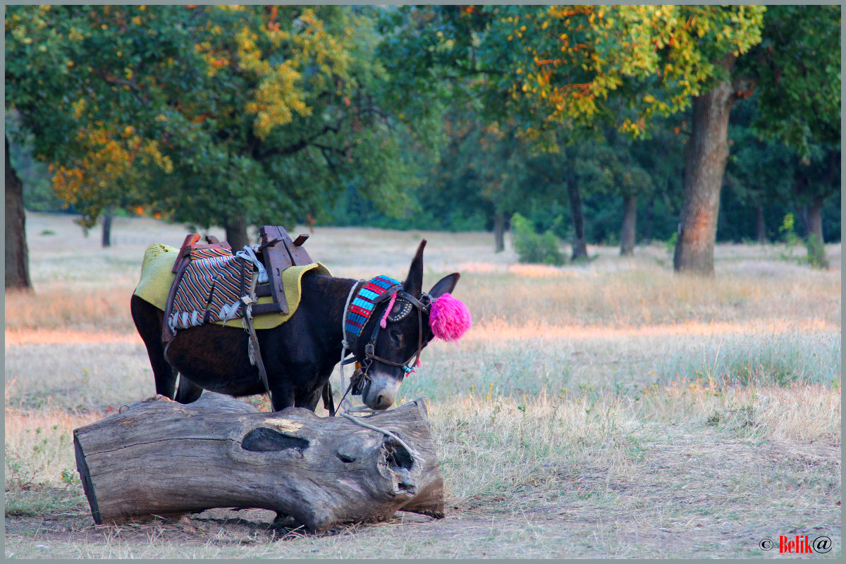 В ожидании... - Елена Belika В ожидании... - Елена Belika
