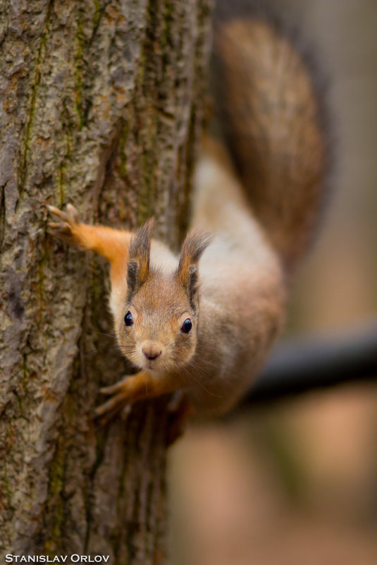 squirrel - Станислав Орлов