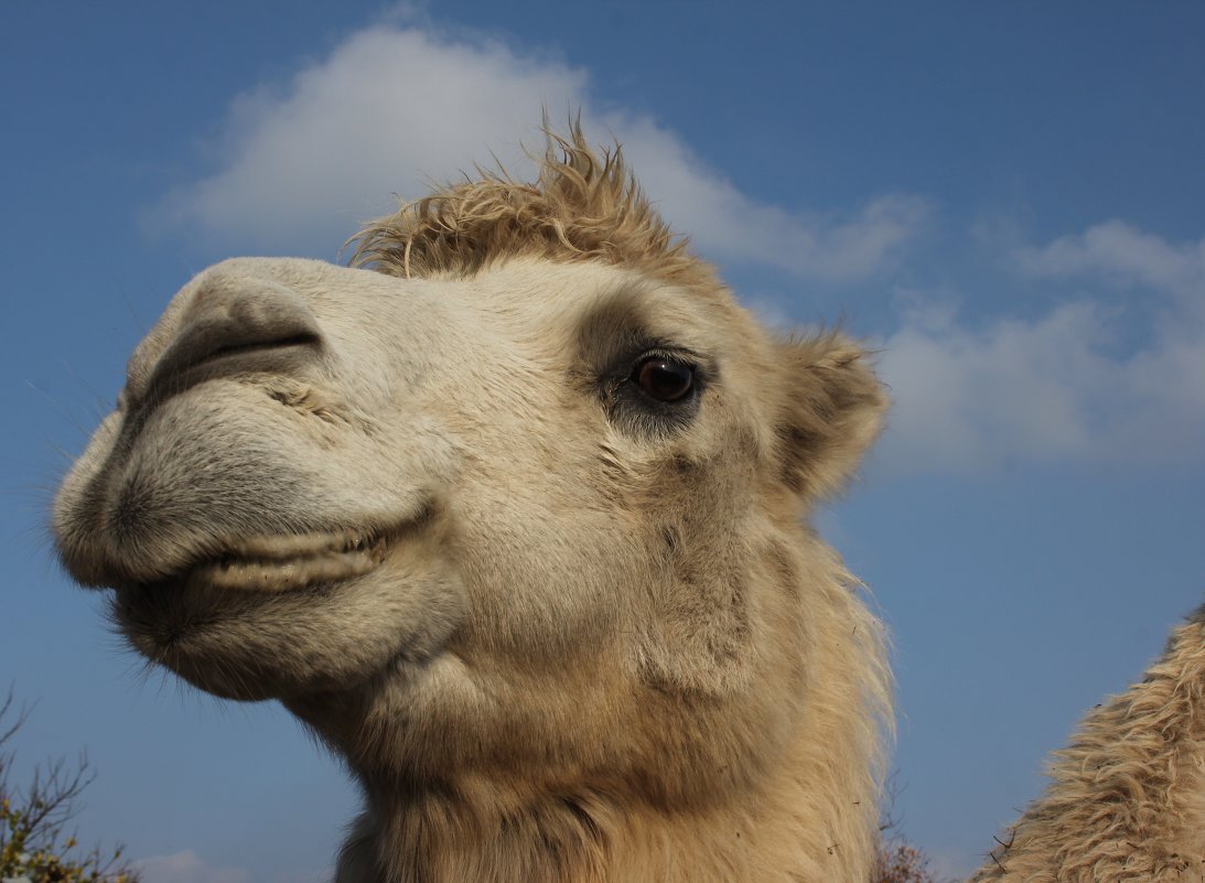 ПРАВДА,Я ХОРОШ! - mveselnickij ПРАВДА,Я ХОРОШ! - mveselnickij