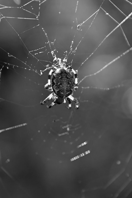 Araneus diadematus - SMart Photograph