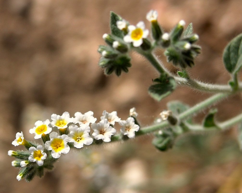 08.05.10 Heliotropium hirsutissimum, гелиотроп сильноволосатый, Латрун - Борис Ржевский