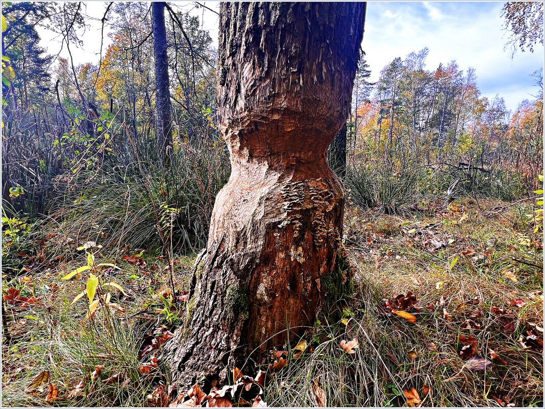 Лесные находки. Работа бобров. - Валерия Комова