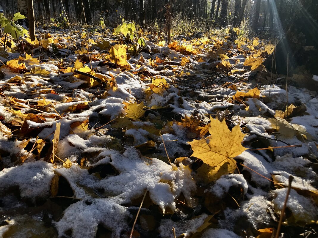 02.11.2024г - Любовь 