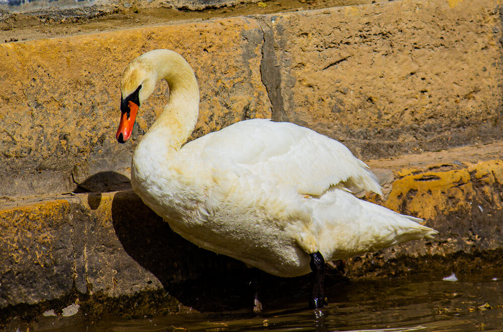 Обитатели пруда у дворца Эмира Бухарского 2 - Светлана SvetNika17 Обитатели пруда у дворца Эмира Бухарского 2 - Светлана SvetNika17