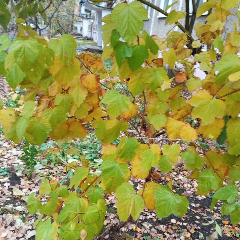 В ноябре месяце - Елена Семигина В ноябре месяце - Елена Семигина