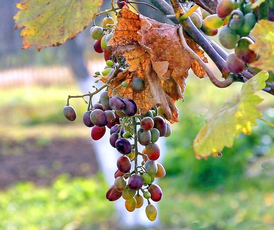 Виноград - ZNatasha - Виноград - ZNatasha -