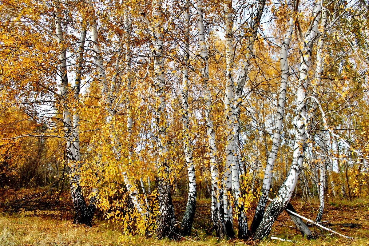 Мои любимые подружки. - Восковых Анна Васильевна Мои любимые подружки. - Восковых Анна Васильевна