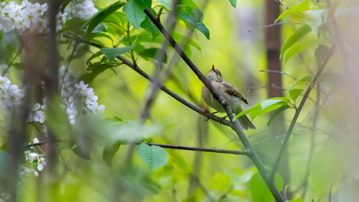 Весна, май. - Владимир Лазарев Весна, май. - Владимир Лазарев
