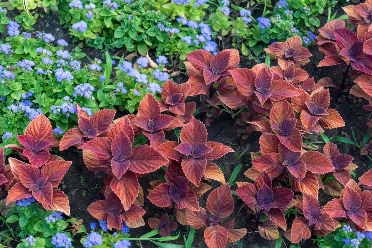 Колеус - Игорь Сикорский