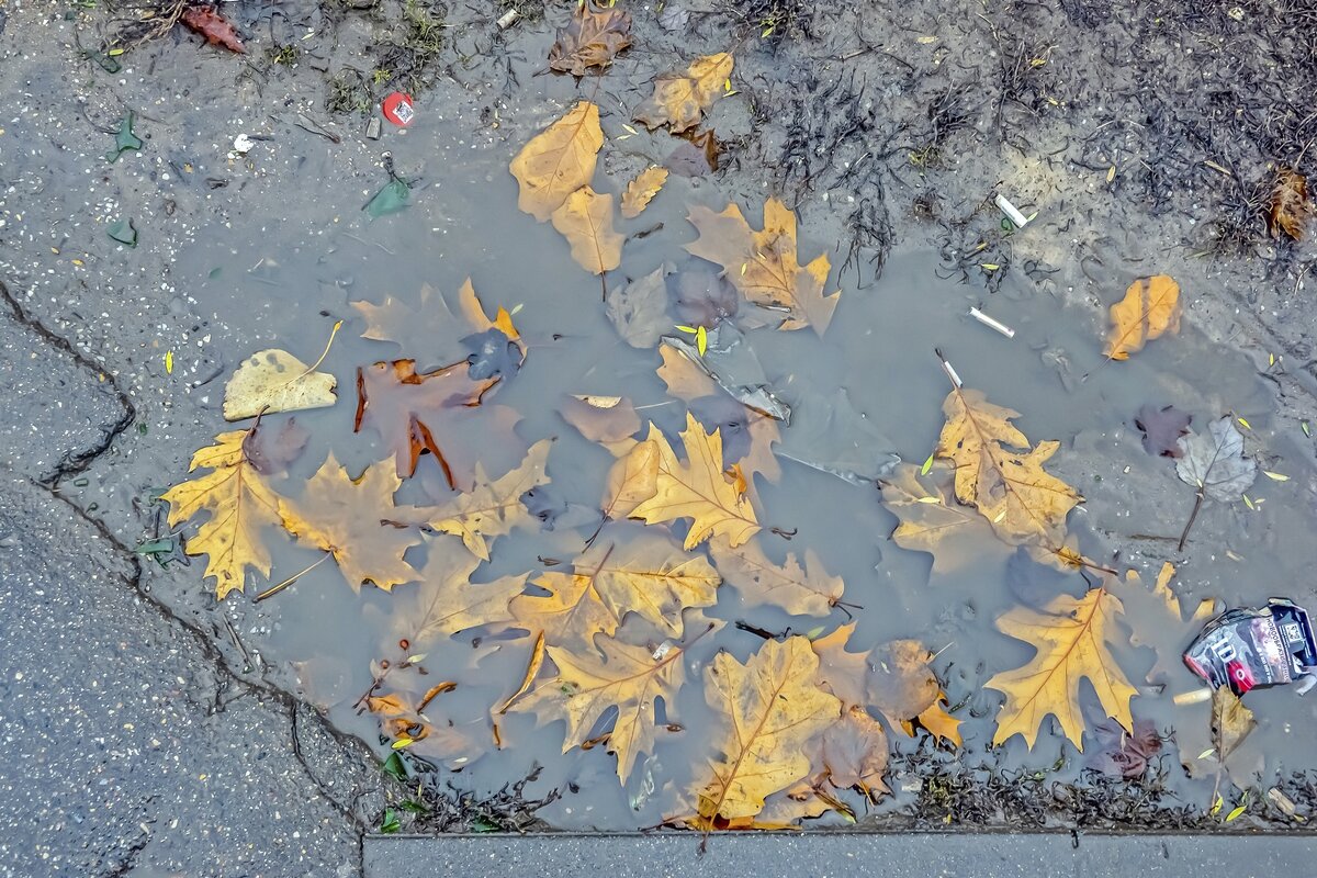 Городская лужа - Валерий Иванович Городская лужа - Валерий Иванович