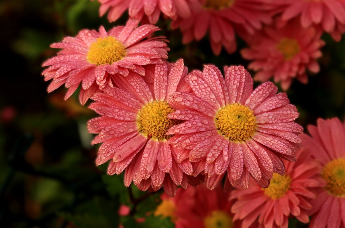 Доброе утро - Юрий. Шмаков Доброе утро - Юрий. Шмаков