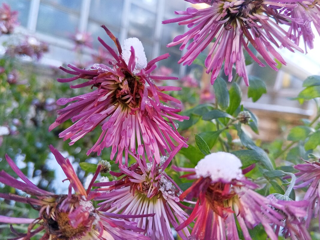 Хризантемы - Сапсан 