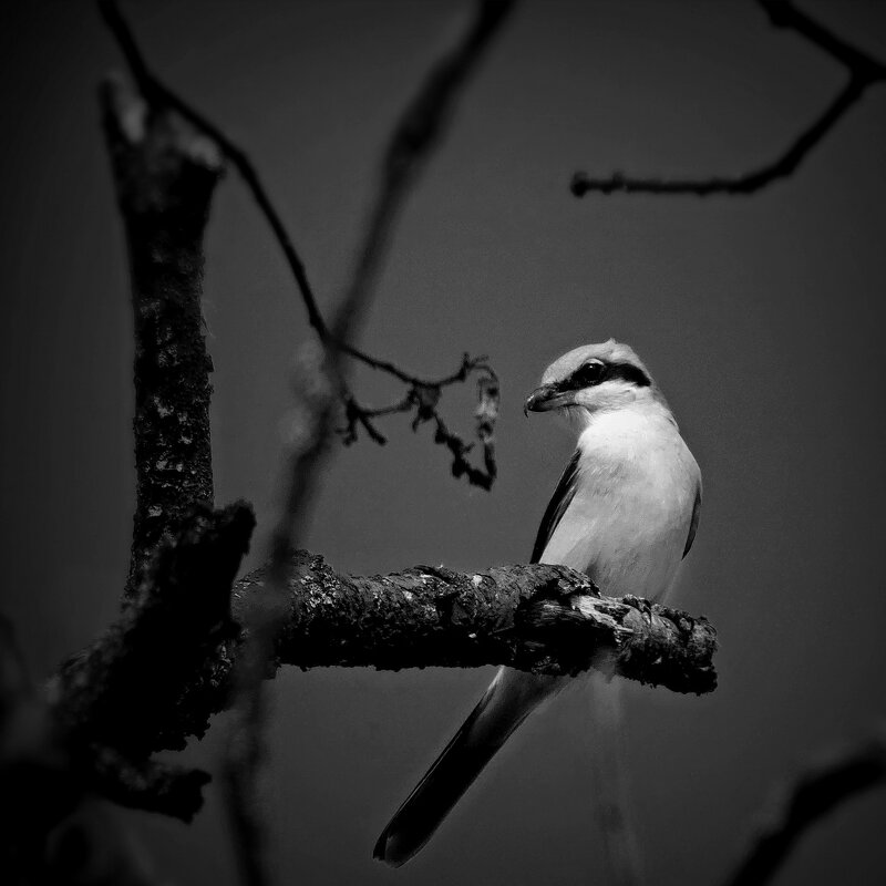 На старом дубе... - Владимир Шошин На старом дубе... - Владимир Шошин