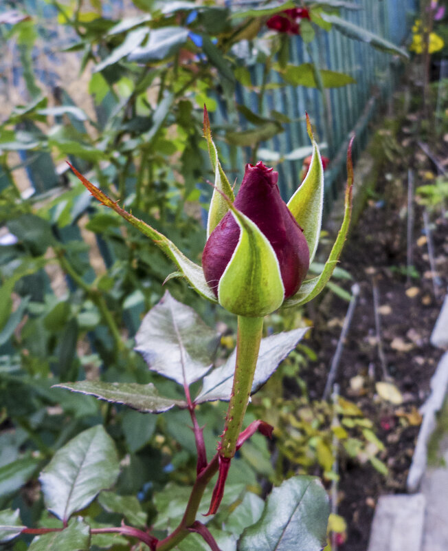 Бутон розы - Валентин Семчишин Бутон розы - Валентин Семчишин