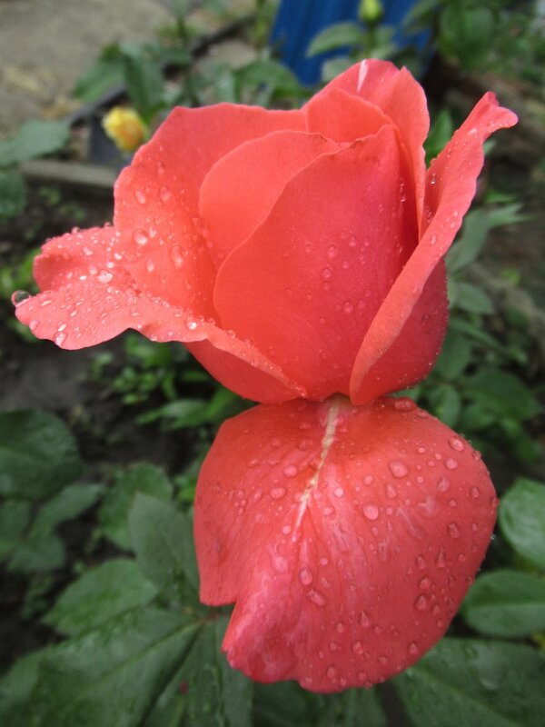 Розы... розы... - viach 